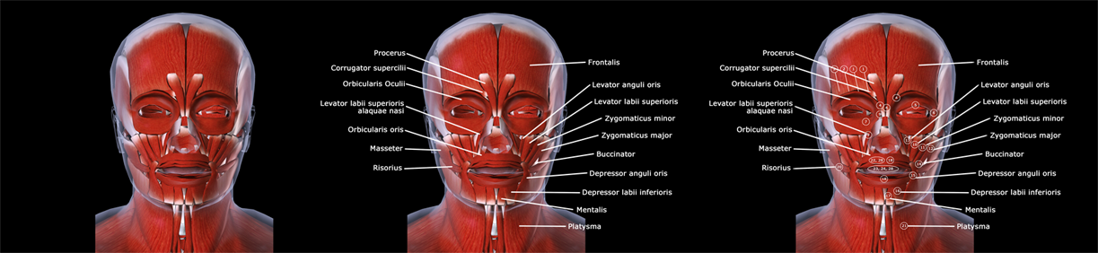Músculos da Face Anatomia Facial
