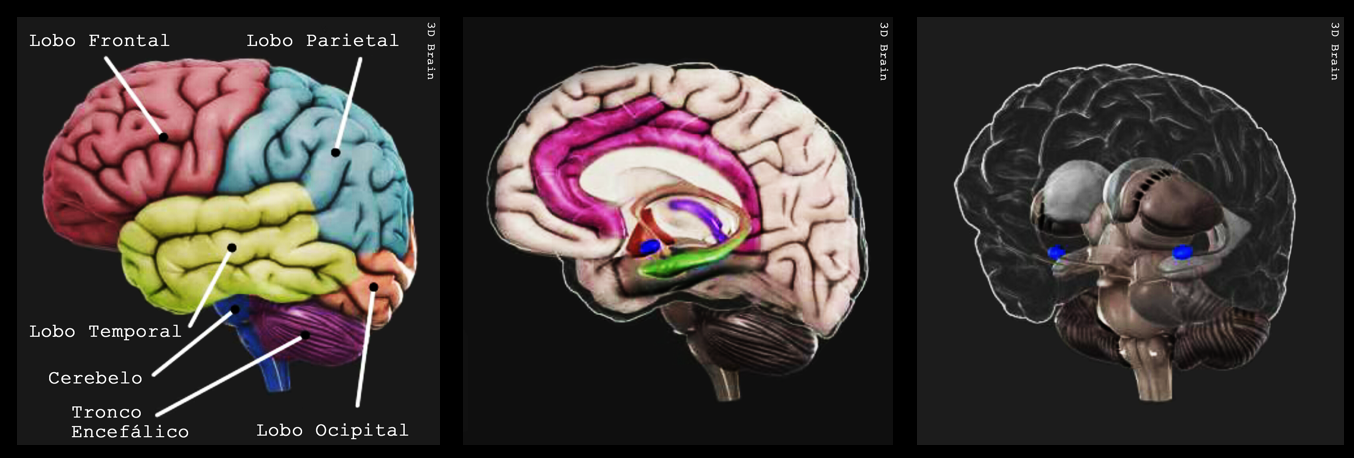 cérebro e emoções - expressão facial 3D