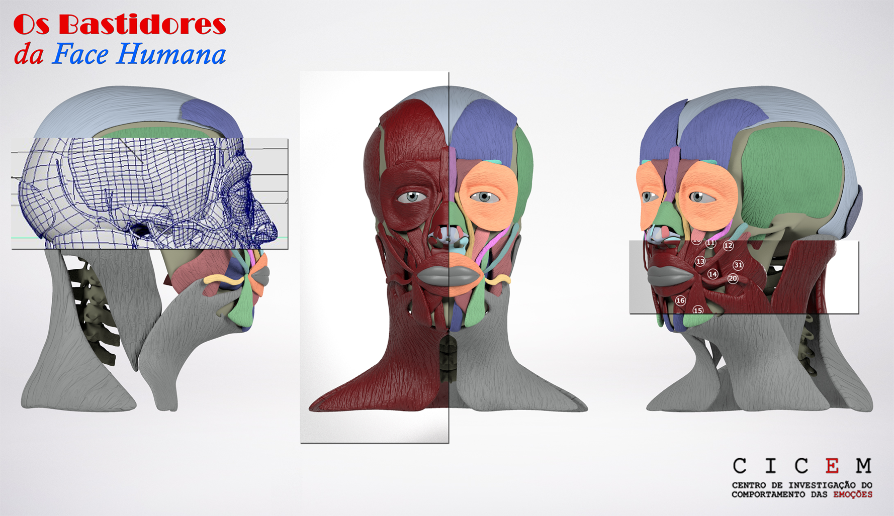 anatomia da face humana 3d facial action coding system