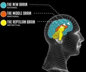 a teoria do cérebro trino - paul mclean